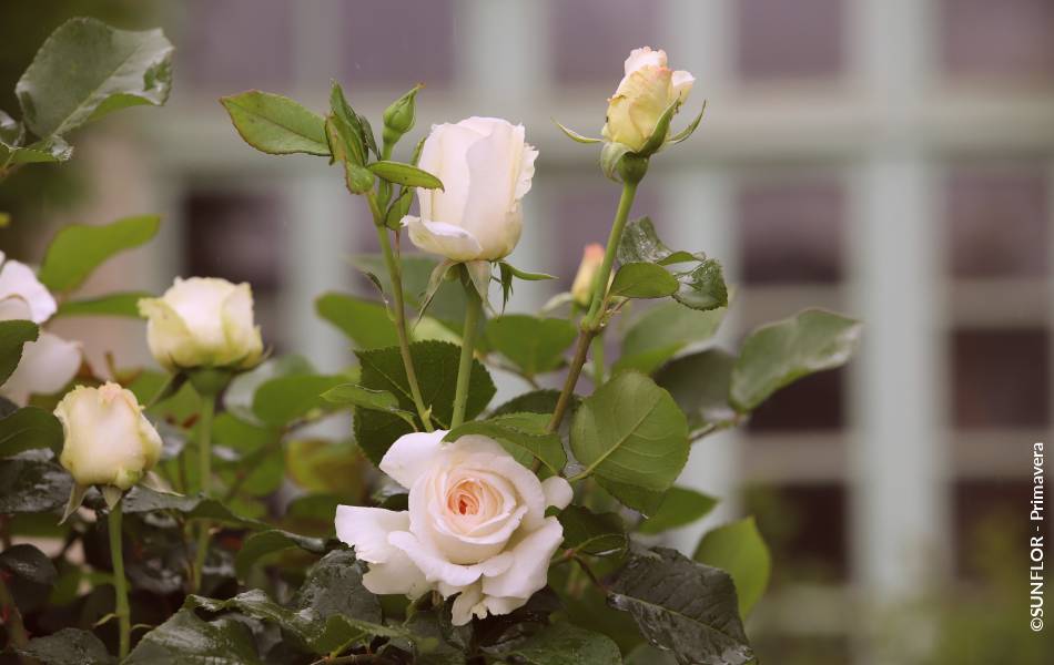 ©SUNFLOR - Primavera